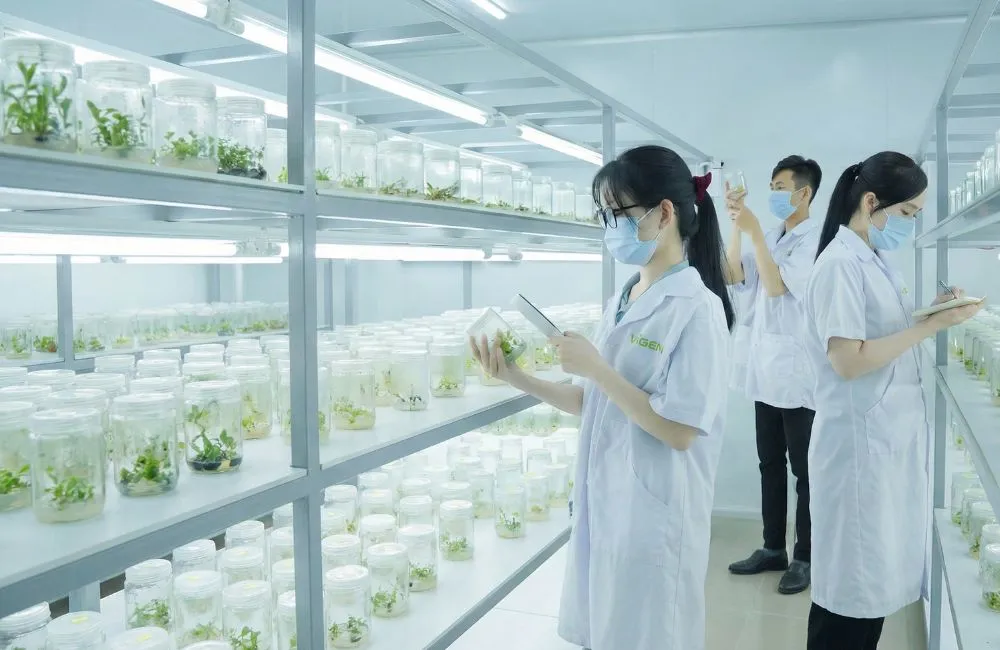 So sánh cây giống cấy mô và cây giống 