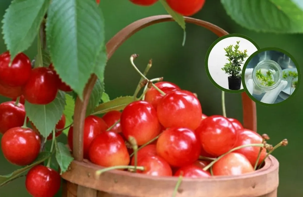 So sánh cây giống cấy mô và cây giống 