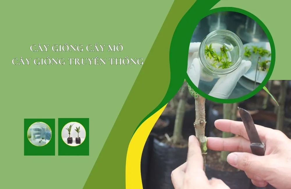 So sánh cây giống cấy mô và cây giống truyền thống