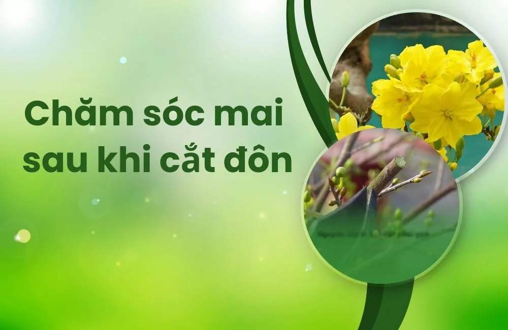 Chăm sóc cây mai sau khi cắt đono