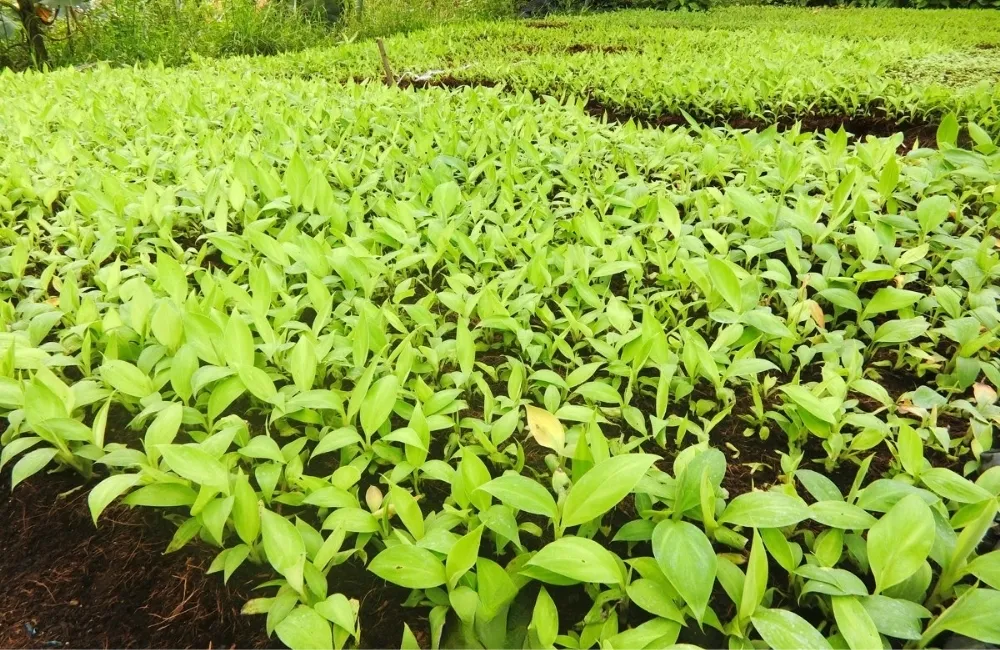 Kỹ thuật chăm sóc giai đoạn ra buồng