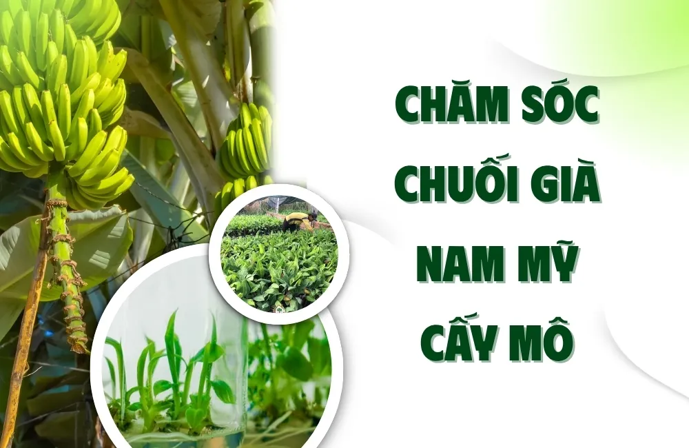 Đặc điểm của Chuối già Nam Mỹ cấy mô cần lưu ý khi chăm sóc