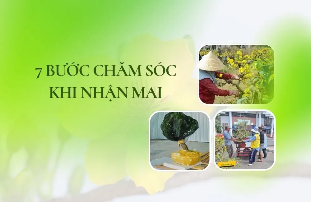Các bước chăm sóc khi nhận mai