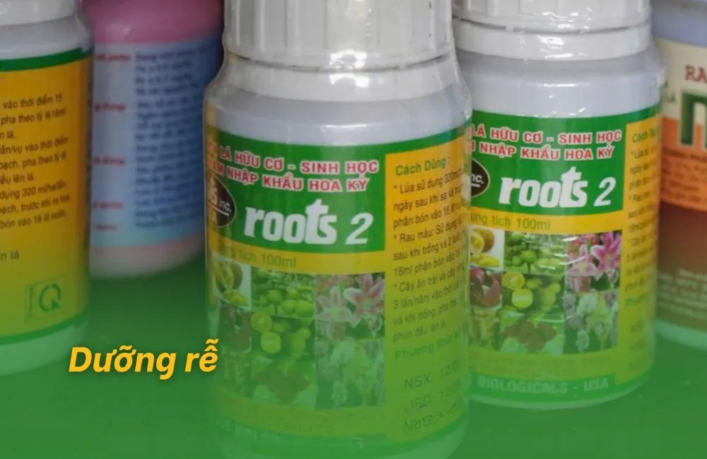 Chăm sóc khi nhận mai: Dưỡng rễ
