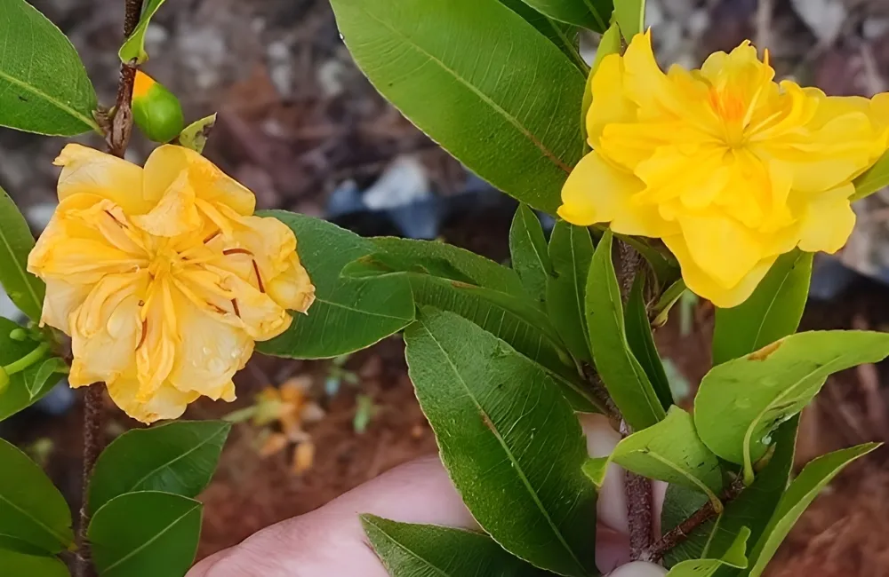 Kỹ Thuật Cắt Tỉa Và Tạo Tán Giúp Mai Ra Hoa Đẹp