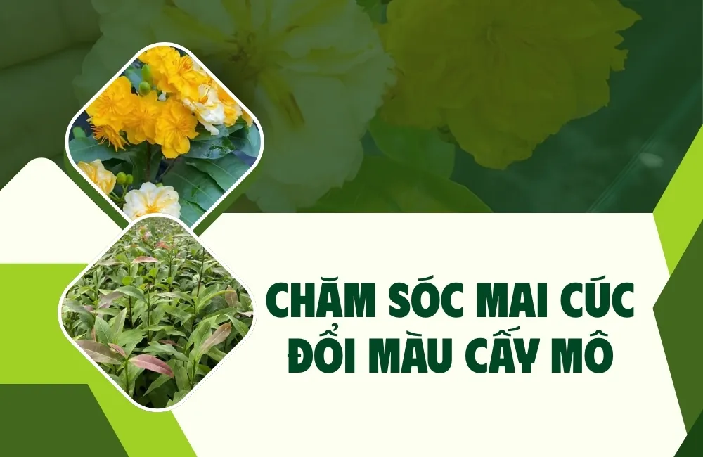Đặc Điểm Sinh Trưởng Của Mai Cúc Đổi Màu Cấy Mô