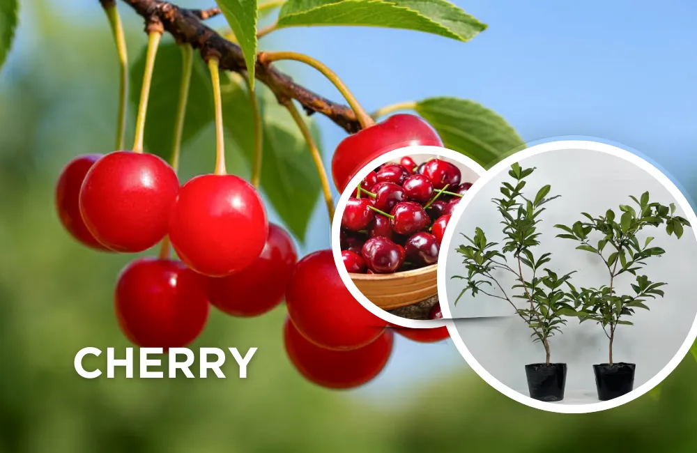Cherry