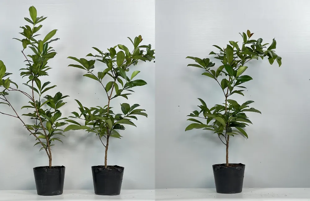Đặc điểm cây cherry