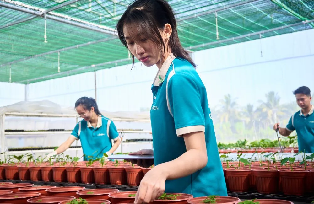 Chi phí gia công cây giống cấy mô