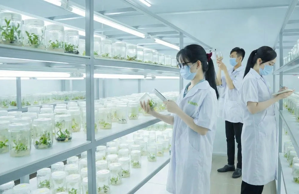 Chi phí gia công cây giống cấy mô