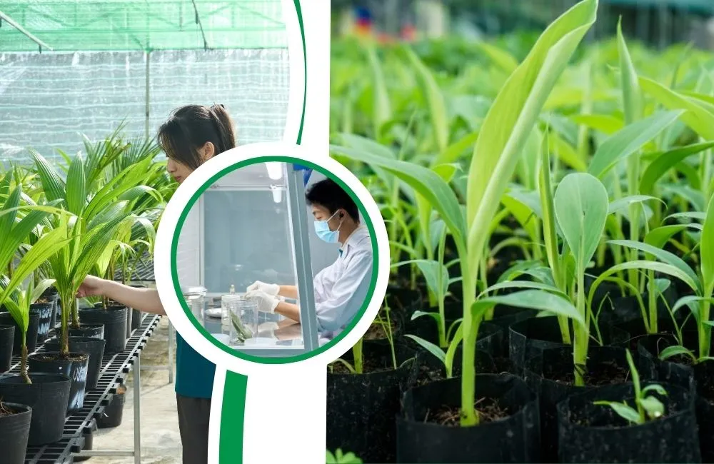 Chi phí gia công cây giống cấy mô