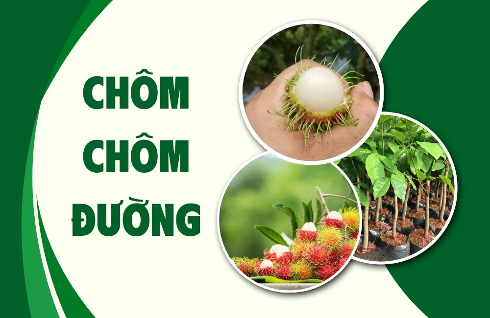 Tổng Quan Về Giống Chôm Chôm Đường