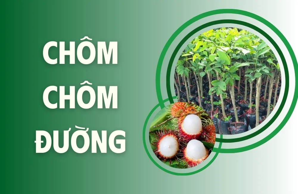 Tổng Quan Về Giống Chôm Chôm Tiến Cường