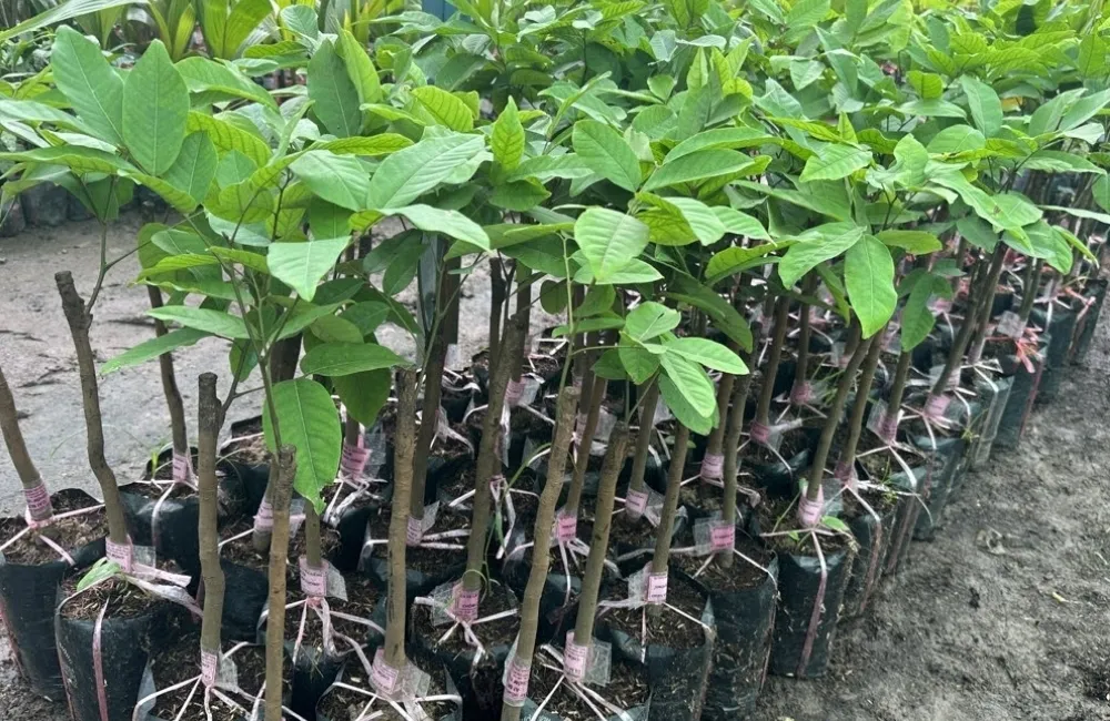Điều Kiện Trồng Và Kỹ Thuật Chăm Sóc