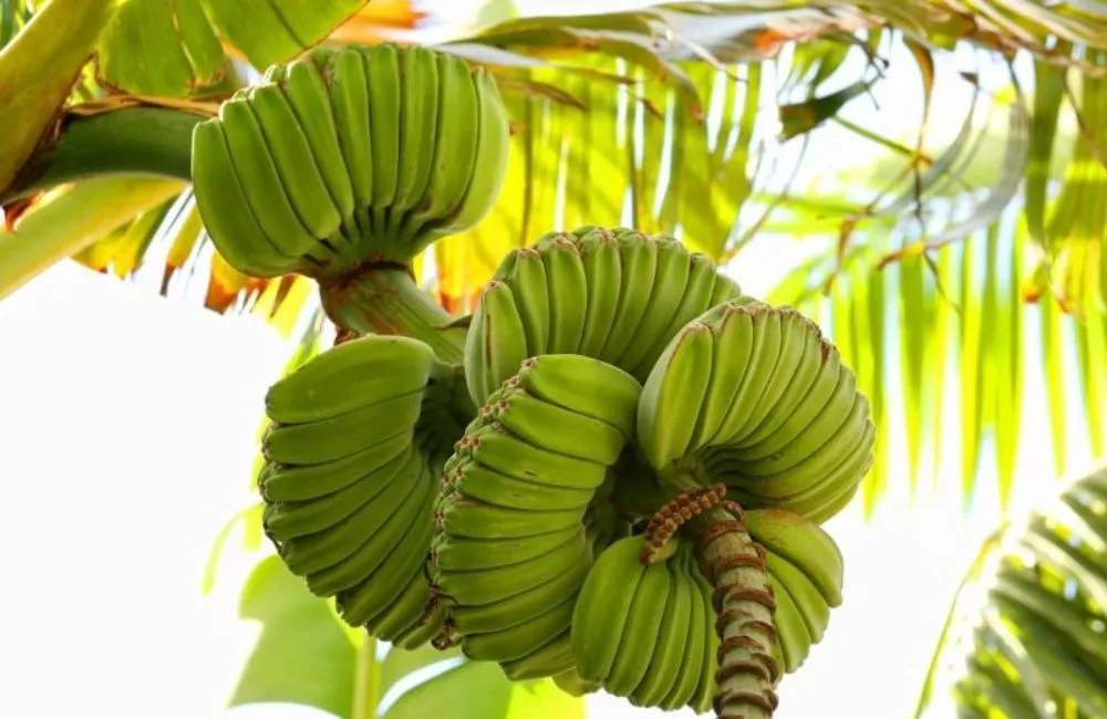 Phân loại chuối bàn tay phật cấy mô