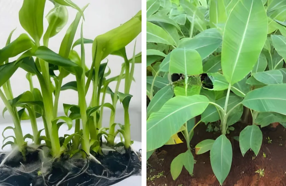 Phân loại chuối bàn tay phật cấy mô
