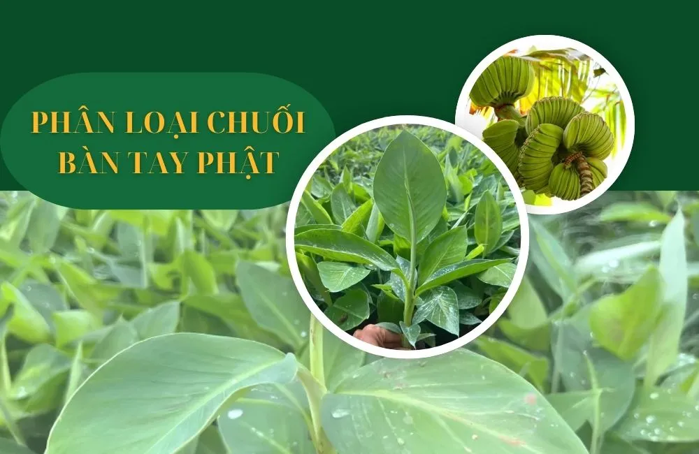 Phân loại chuối bàn tay phật cấy mô