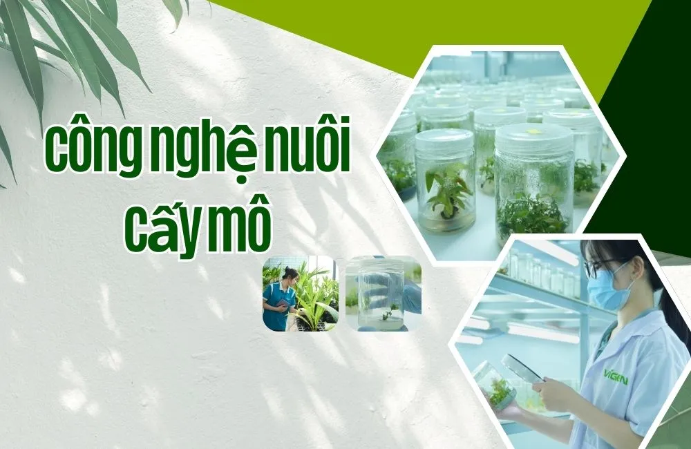 Công nghệ nuôi cấy mô thực vật