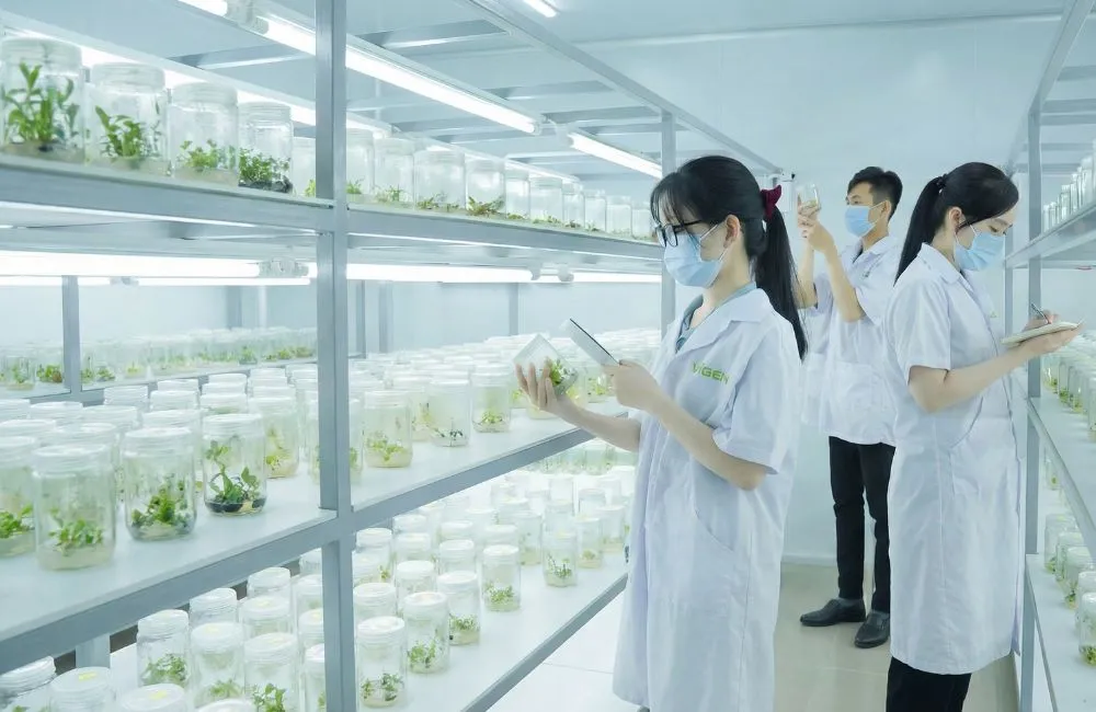 Công nghệ nuôi cấy mô thực vật