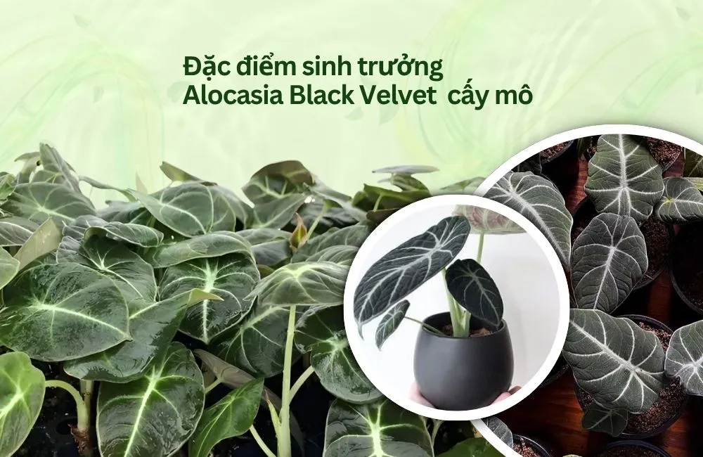Đặc điểm sinh trưởng Alocasia Black Velvet cấy mô