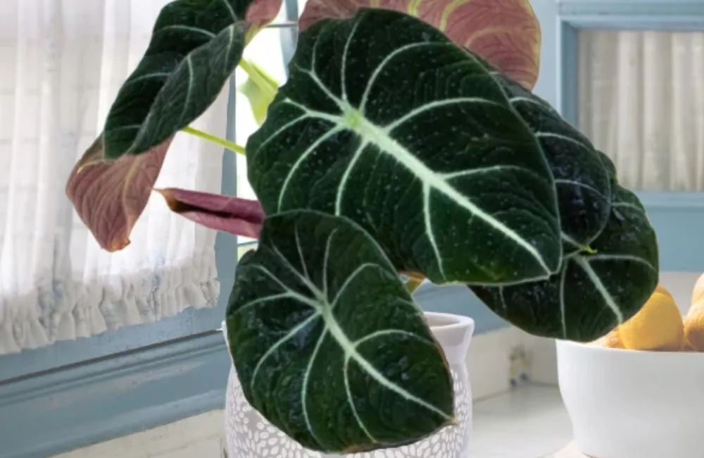 Đặc điểm sinh trưởng Alocasia Black Velvet cấy mô