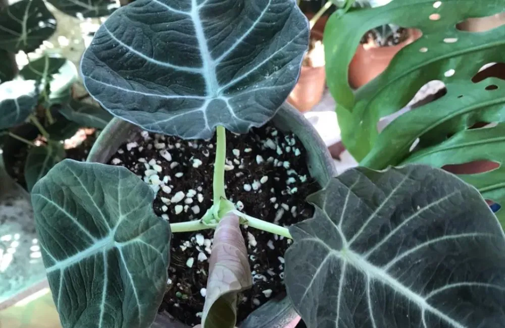 Đặc điểm sinh trưởng Alocasia Black Velvet cấy mô