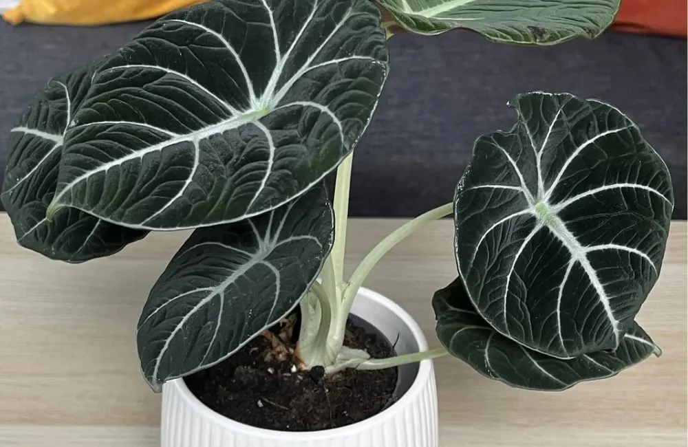 Đặc điểm sinh trưởng Alocasia Black Velvet cấy mô