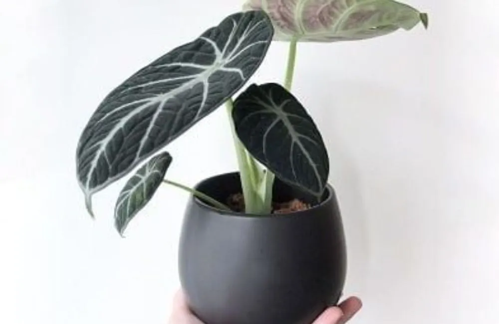 Đặc điểm sinh trưởng Alocasia Black Velvet cấy mô