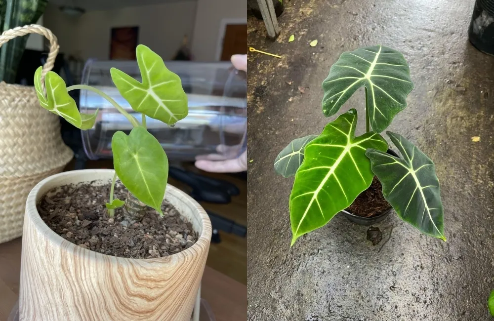 Biểu hiện sinh trưởng khỏe mạnh của Alocasia Frydek