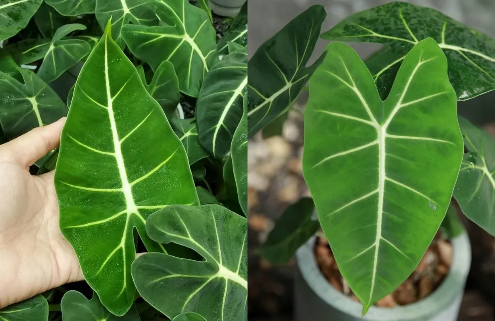 Các yếu tố giúp tối ưu sinh trưởng Alocasia Frydek cấy mô