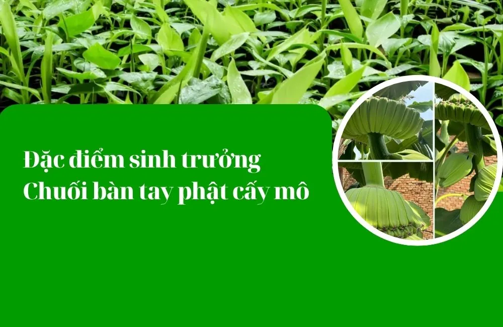 Đặc điểm sinh trưởng chuối bàn tay phật cấy mô