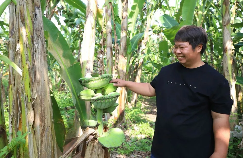 Đặc điểm sinh trưởng chuối bàn tay phật 