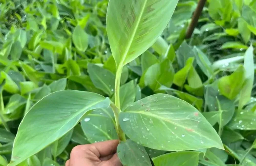 Đặc điểm sinh trưởng chuối bàn tay phật 