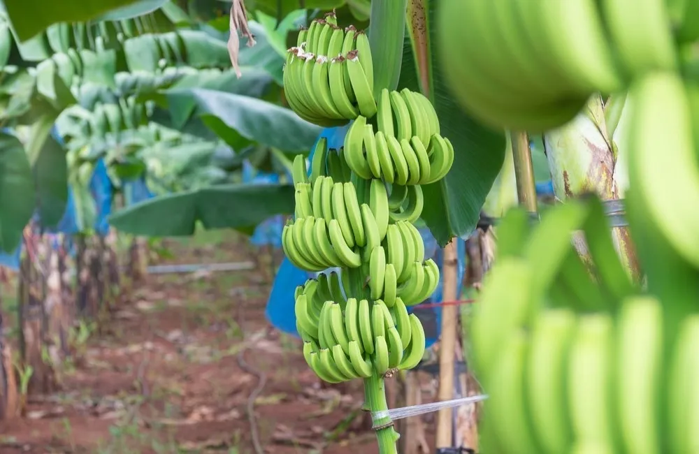 Điều Kiện Ảnh Hưởng Đến Sinh Trưởng Chuối Già Nam Mỹ Cấy Mô