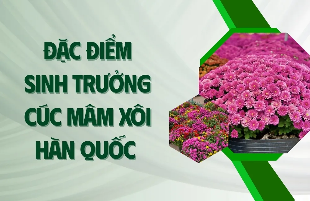 Cúc Mâm Xôi Hàn Quốc Là Gì?