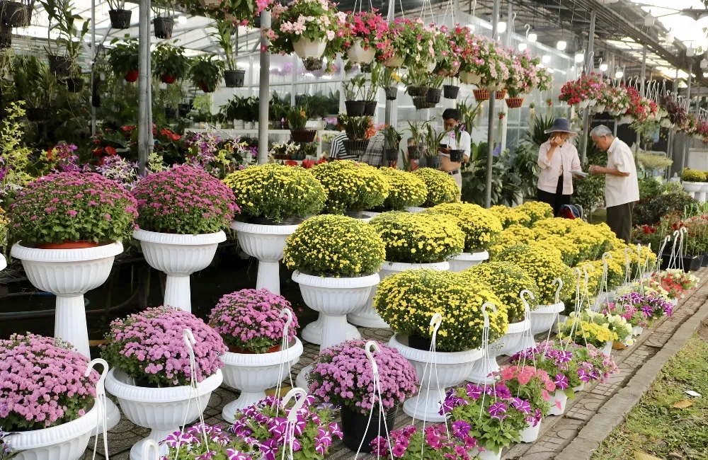 Các Giai Đoạn Sinh Trưởng Của Cúc Mâm Xôi Hàn Quốc