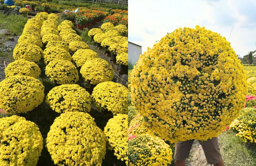 Giai đoạn phát triển từ cây giống đến ra hoa