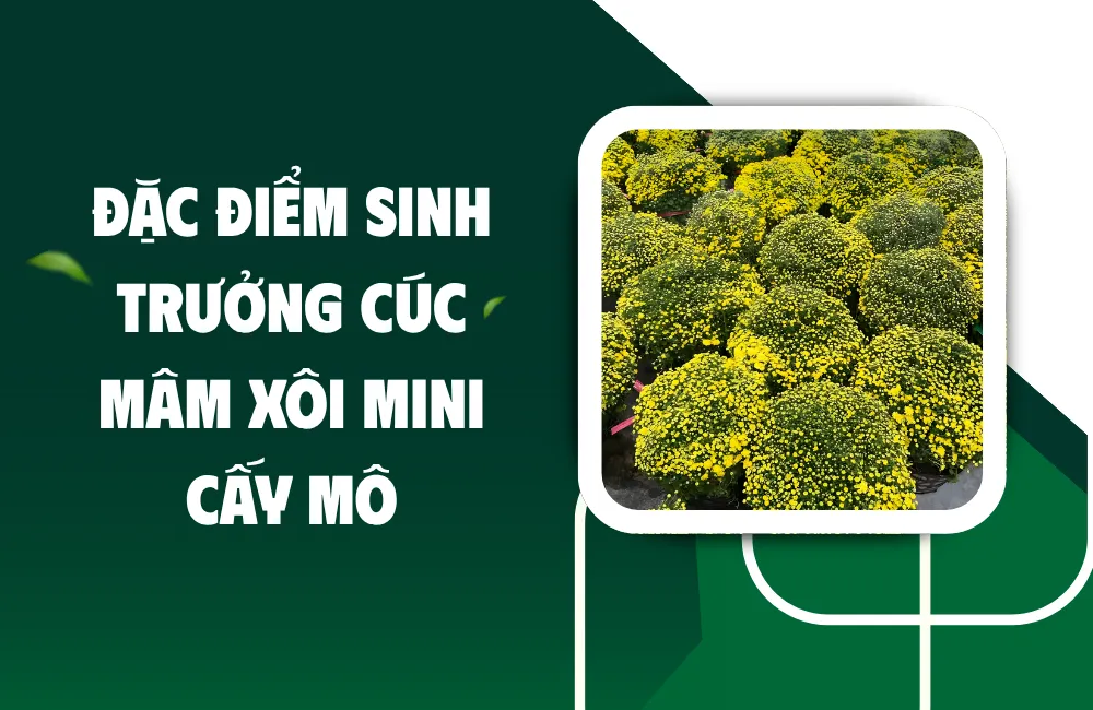 Tổng quan về cúc mâm xôi mini cấy mô