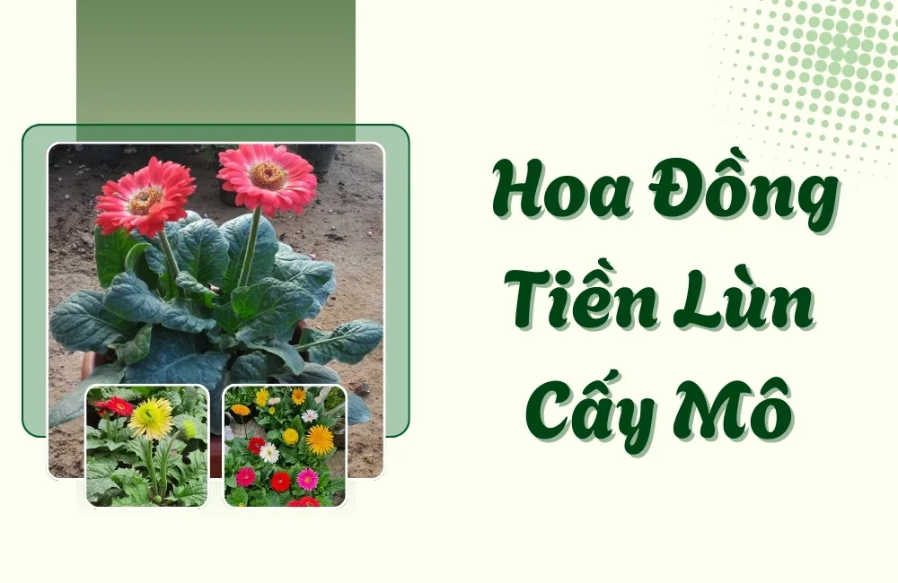 Hoa Đồng Tiền Lùn Cấy Mô Là Gì?