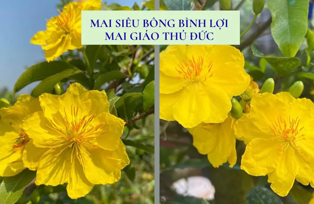 So sánh đặc tính mai siêu bông Bình Lợi - mai giảo Thủ Đức