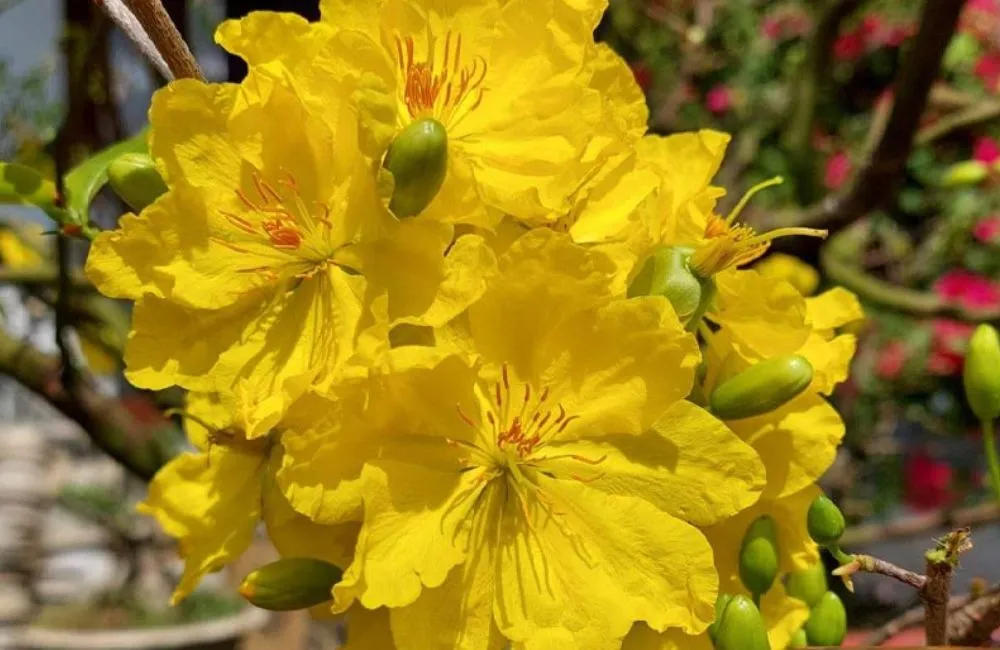 Mai giảo Thủ Đức 