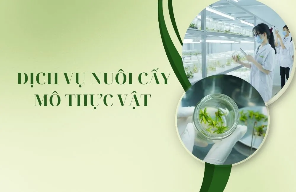 Dịch vụ nuôi cấy mô thực vật