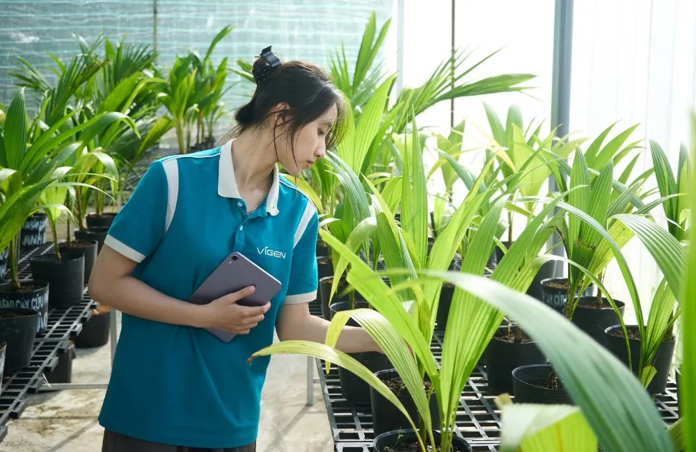 Dừa sáp cấy mô