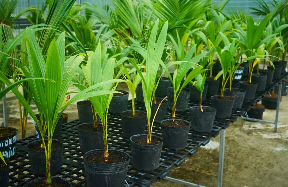 Dừa sáp cấy mô
