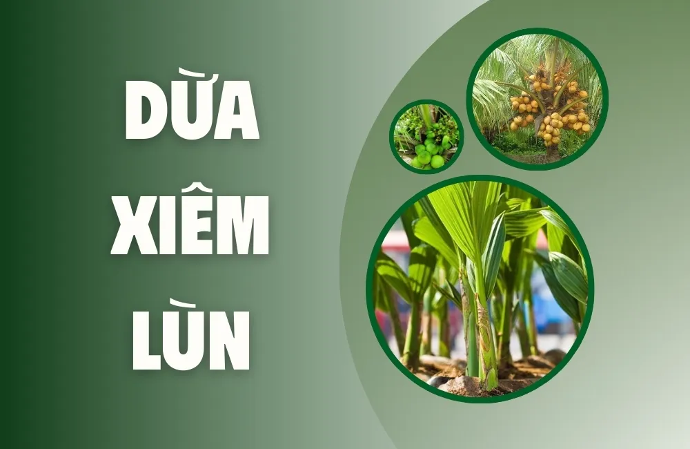 Tổng Quan Về Giống Dừa Xiêm Lùn