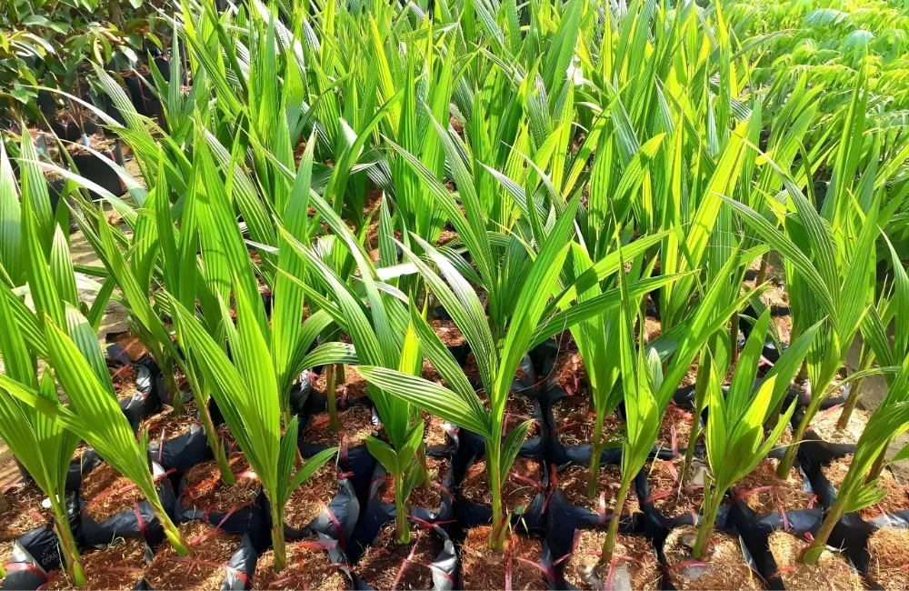 Đặc Điểm Trái Dừa Xiêm Lùn