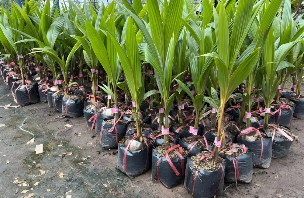 Cách Chọn Cây Giống Dừa Xiêm Lùn Chuẩn