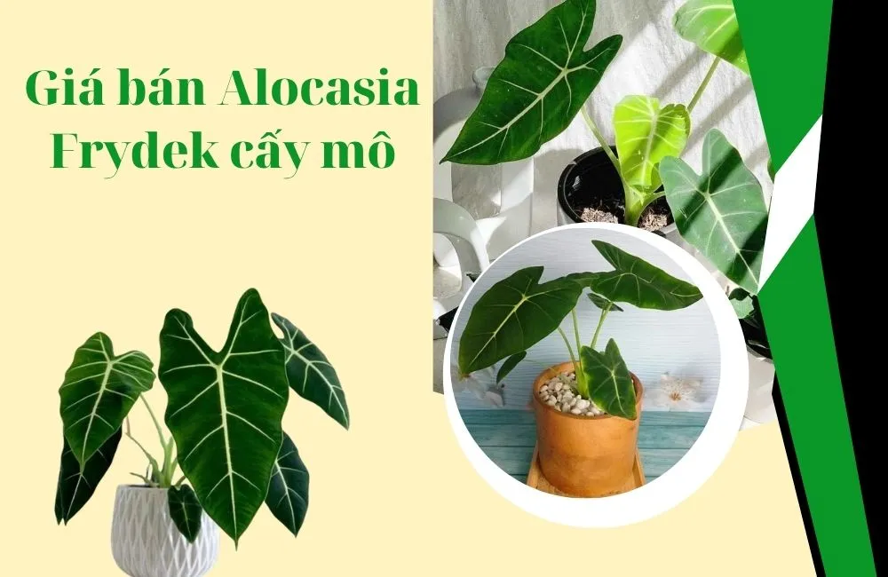 Giá bán Alocasia Frydek cấy mô