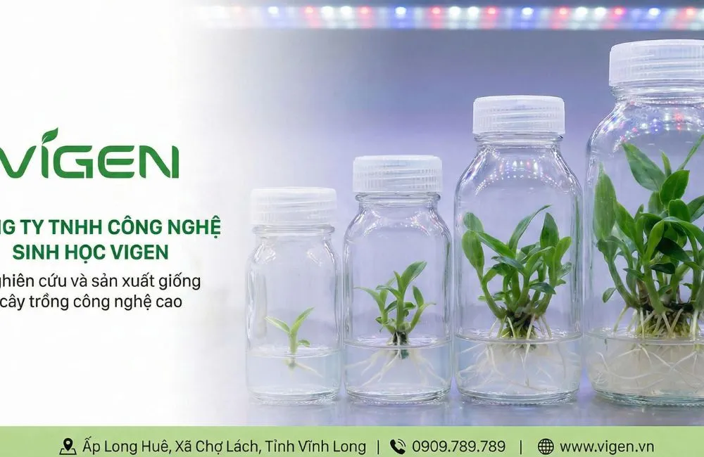 Giá bán Alocasia Frydek cấy mô