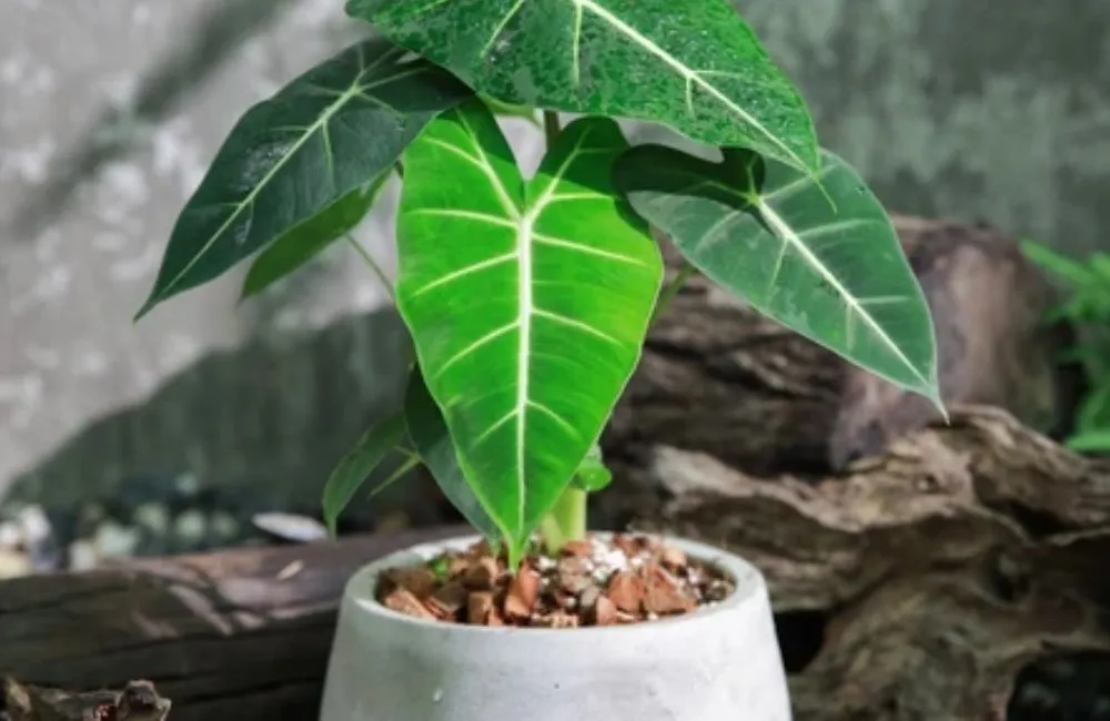 Giá bán Alocasia Frydek cấy mô